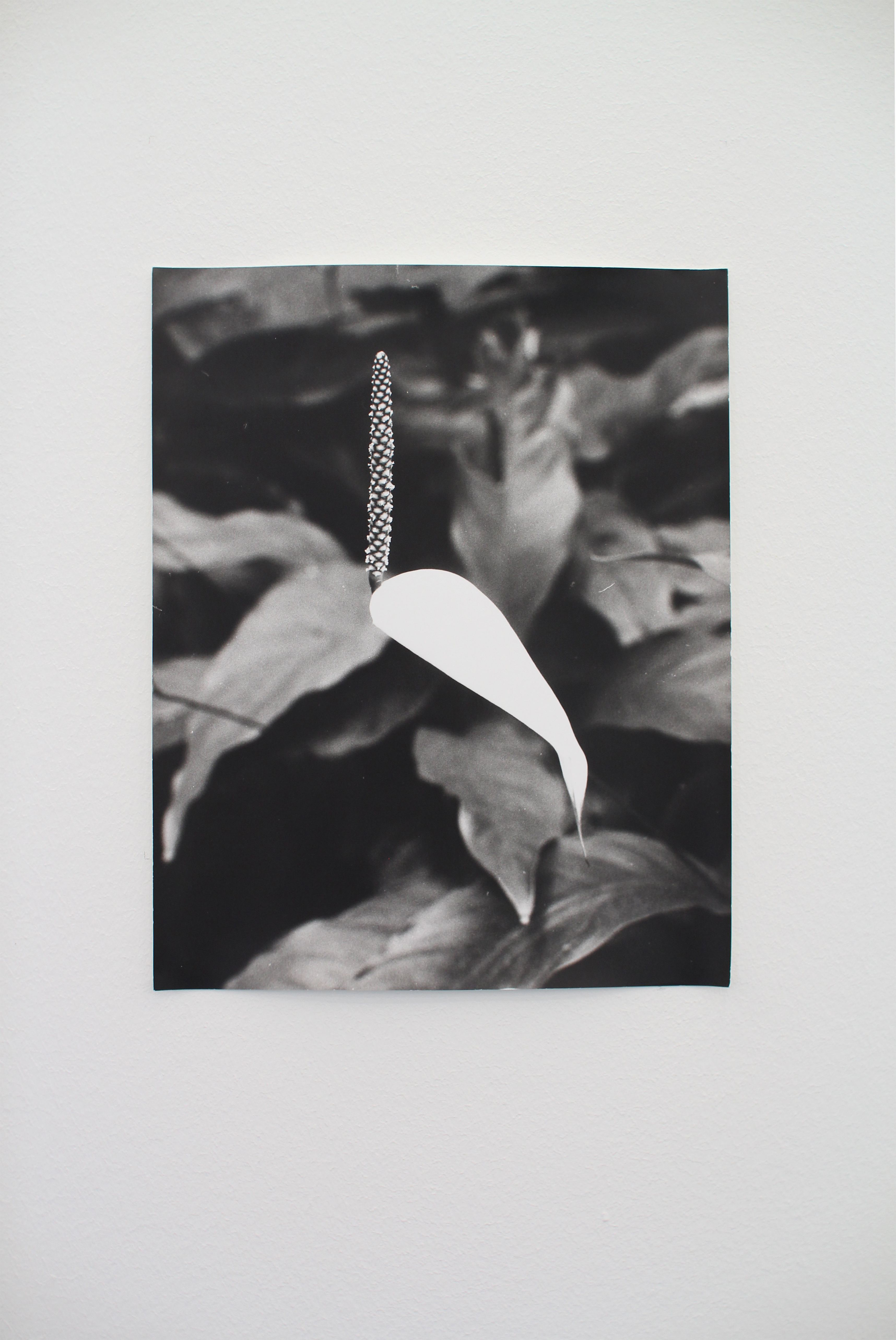 Jochen Lempert: Field Guide | Contemporary Art Gallery