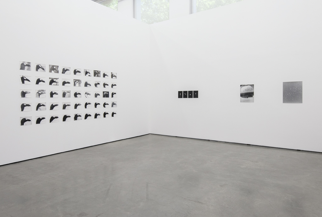 Jochen Lempert: Field Guide | Contemporary Art Gallery