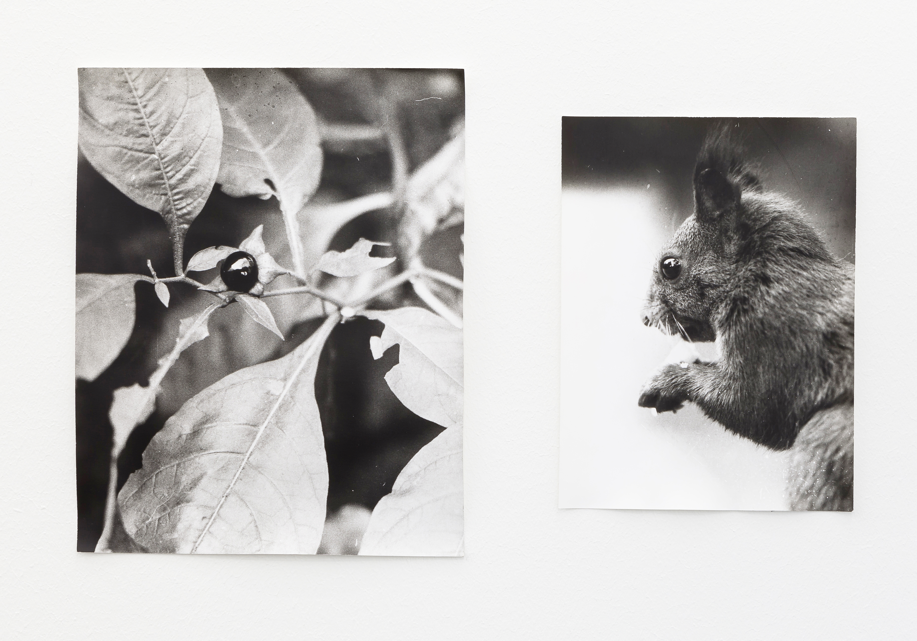 Jochen Lempert: Field Guide | Contemporary Art Gallery