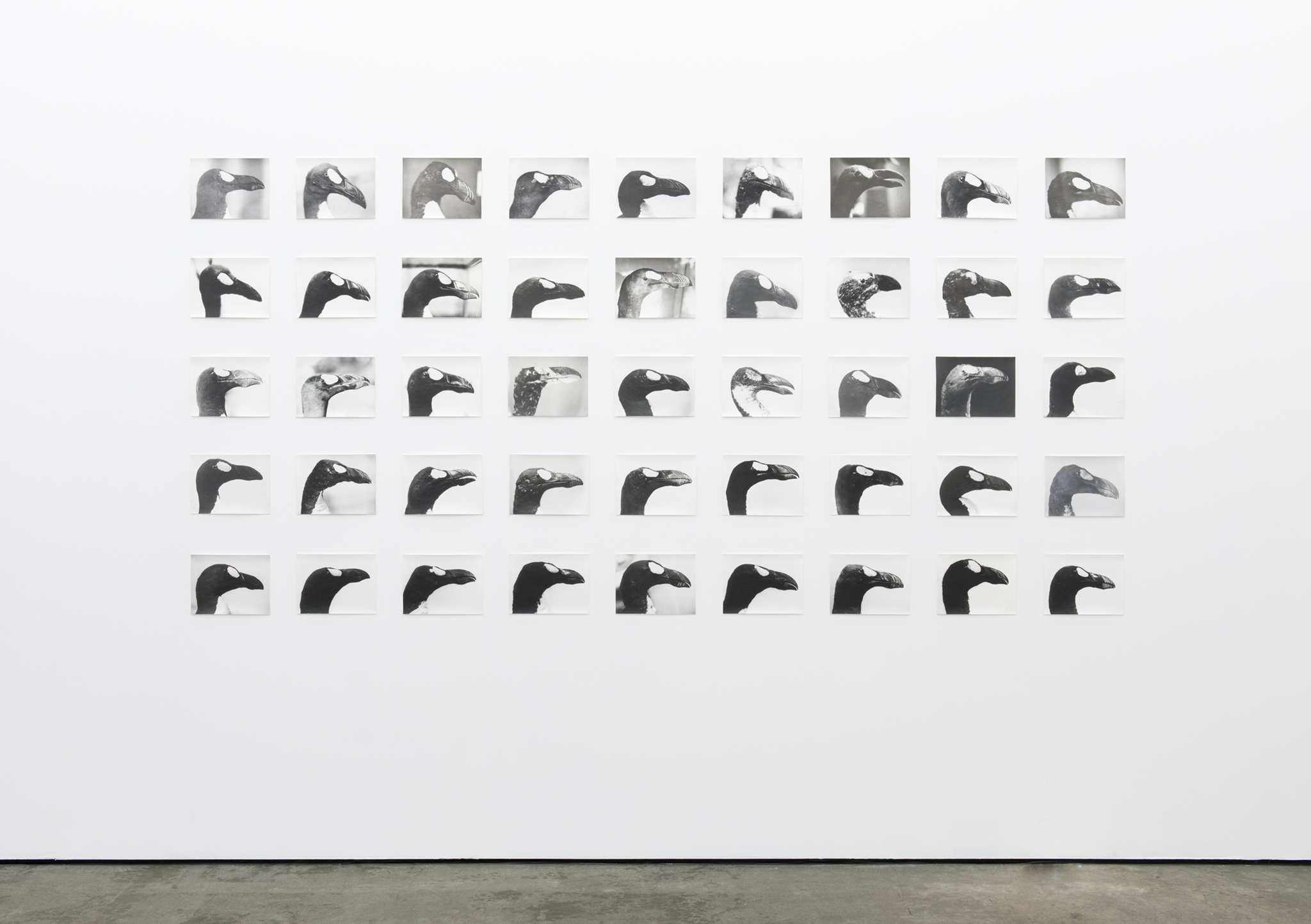 Jochen Lempert: Field Guide | Contemporary Art Gallery